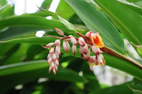 Closed up of shell ginger flowers with droplets in the garden background Foto stock