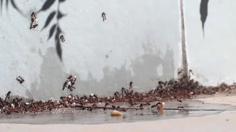 Closed shot of many ants in panic carrying his eggs Stock Footage 55230981