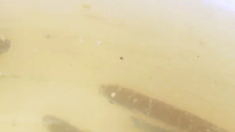 A closed- up shot on small fish swimming in the bucket Stock Footage 89774437