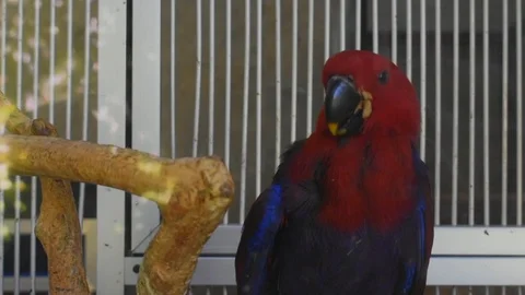 Closed up shot small parrots inside incubator Stock Footage 95805956