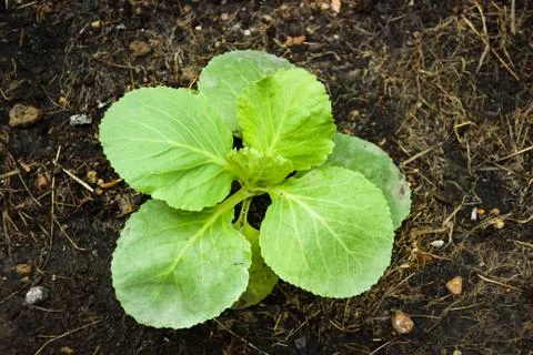 Closed up shot young cabbage Stock Photos