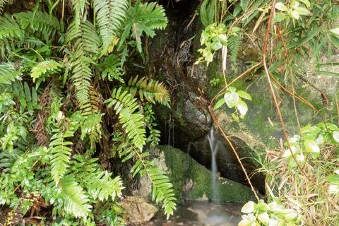 Closed up to a small waterfall with silk effect into andean rainforest Foto stock