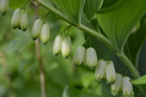 Closed small white bell-shaped flower bushes with thick green leaves. Foto stock