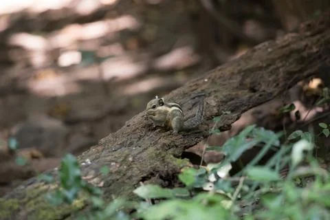 Closed up squirrel on tree Foto stock