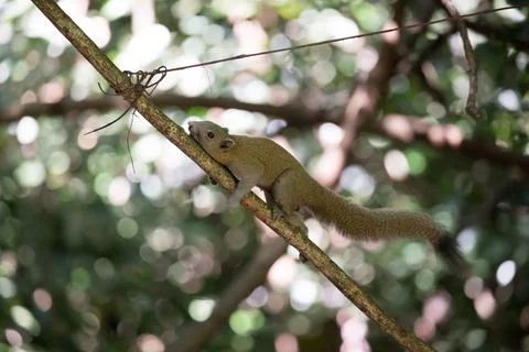Closed up squirrel on tree Stock Photos