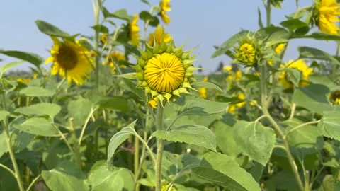 Closed sunflower bud in a field Vídeo Stock 249712373
