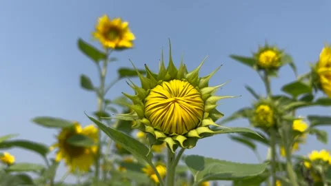 Closed sunflower bud in a field Stockbeeldmateriaal 249712460