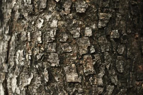 Closed up Texture of Rough Tree Trunk, for Background and Pattern Foto stock