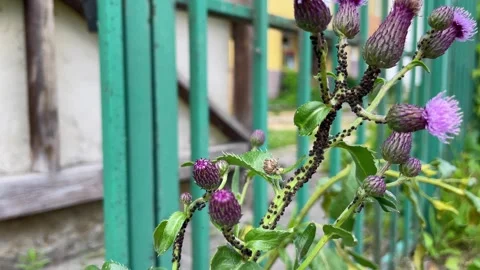 Closed thistle with lice , ants on the stem and flies Stock Footage 269142906