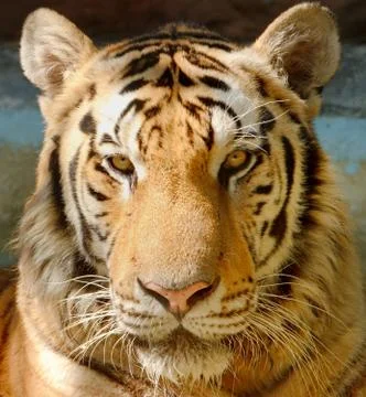 Closed-up tiger face Stock Photos