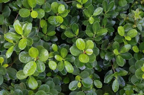 Closed up top view of  Banyan Tree nature green leaves with droplets Stock-Fotos