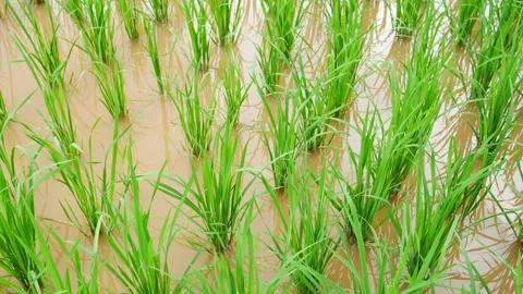 Closed up top view of rice green filed  on farm terrance toward mountain Stock Footage 133107762