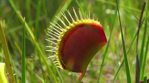 Closed trap of Venus Flytrap (Dionaea muscipula), North Carolina USA Stock Footage 76918969