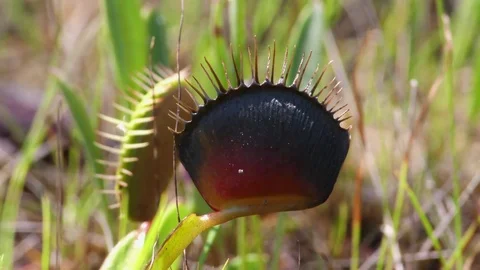 Closed trap of Venus Flytrap (Dionaea muscipula), North Carolina USA Video stock 76918972