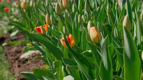 Closed tulip buds Video stock 335127614