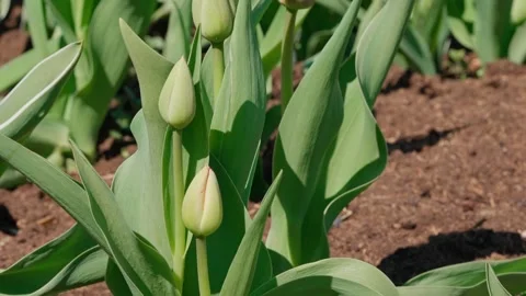 Closed tulip buds Stock Footage 335127801