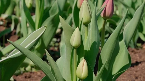 Closed tulip buds Stock Footage 335127928