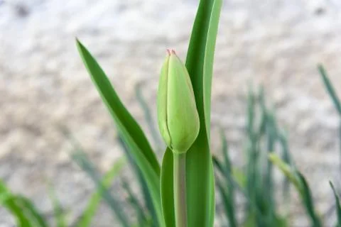 Closed tulip closeup Foto stock