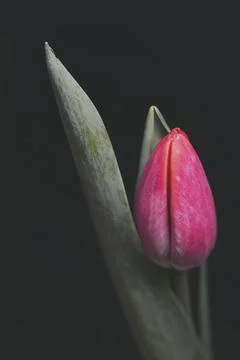 Closed Tulip In Shadows Stock Photos