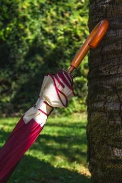 Closed Umbrella ON Tree Trunk Outside Stock Photos