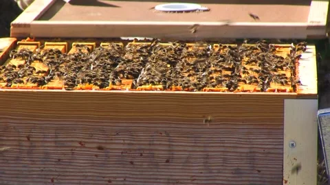 CLOSED VIEW OF BEEKEEPER CLOSING A BEEKEEPING PANEL WITH A LOT OF BEES Stock Footage 95095328