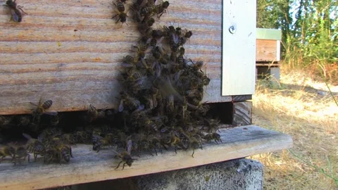 CLOSED VIEW OF BEES IN BEEKEEPING PANEL Stock Footage 95038605
