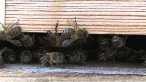 CLOSED VIEW OF BEES Stock Footage 95038553