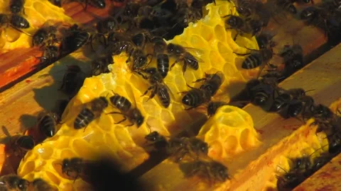 CLOSED VIEW OF BEES WORKING ON THE HONEY PANEL Stock Footage 95038948