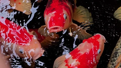 Closed up view of a group of colorful koi fish. Stock Footage 310035690