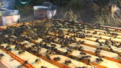 CLOSED VIEW OF A OPENING PANEL OF BEES Stock Footage 95038611