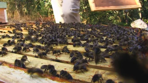 CLOSED VIEW OF A OPENING PANEL OF BEES Stock Footage 95095334