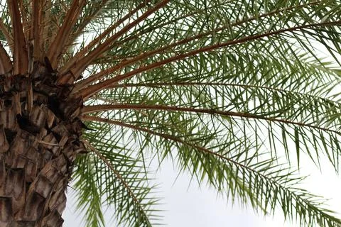 Closed View of a Palm Tree in Florida Stock Photos