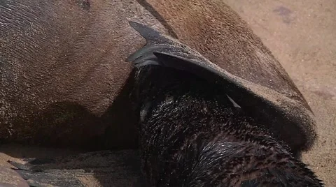 A closed vision about sea lion drinking milk from its mother Stock Footage 59189256