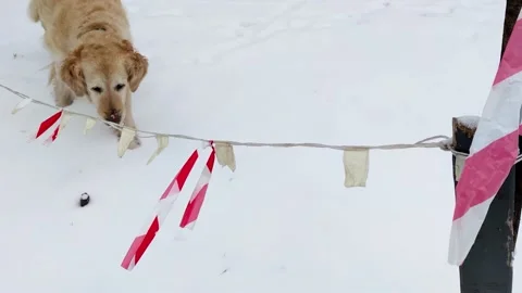 Closed, Wide White-red Stripe, Swaying in the Wind. Out of Focus is a Dog. Stock Footage 236287912