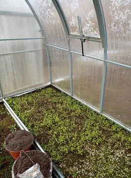 Closed window, beds with grass and buckets with soil inside a greenhouse Stock Photos