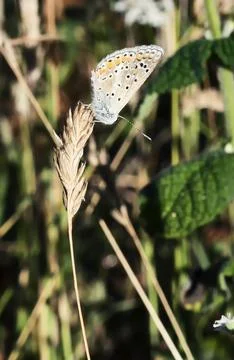 Closed Wings Stock Photos