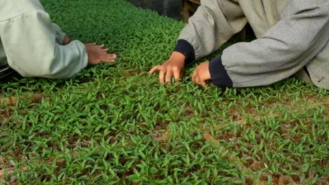 Closed up of a worker's hands caring for chili seedlings Stock Footage 276144355