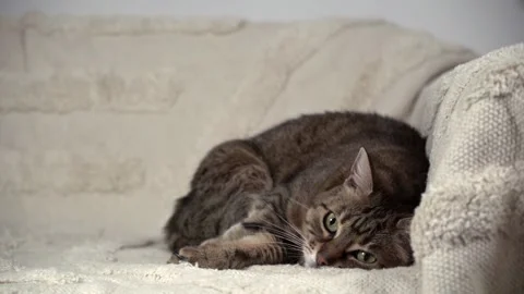 Closely energizer young tabby mixed breed cat on rug in contemporary bedroo.. 스톡 동영상 245562342