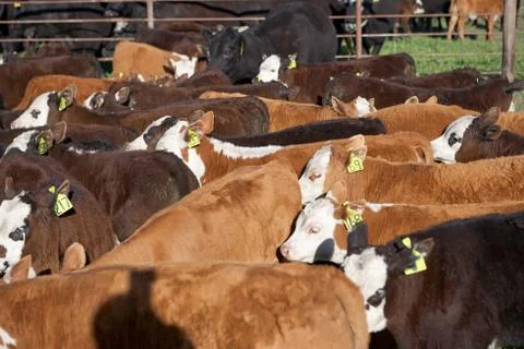 Closely packed herd of white faced cattle Foto stock
