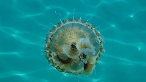 Closep-up of Compass jellyfish (Chrysaora hysoscella) swim above sandy bottom Stock Footage 153374792