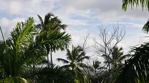 Closer angle of palm trees moving in the wind on a cloudy day Stock Footage 268736145
