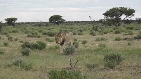 Closer approach; chest and head fill more of the frame — Part 3 Video stock 320354443