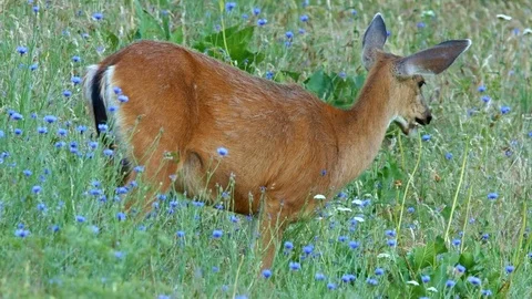 Closer from back 2 ears from other North American Blacktail Mule Deer Doe Stock-Footage 81607406