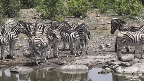 Closer cluster at waterhole; rhythmic tail swishes — Part 12 库存影片 320845788