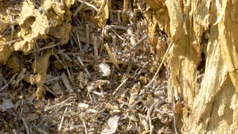 The closer look of the anthill on the ground Stock Footage 138272288