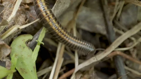 The closer look of the ants and the centipede Stock Footage 137358237