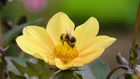 The closer look of the bee on the flower Stock Footage 71556928