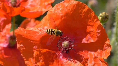 Closer look of the bee on top of the red flower Stock Footage 117047324