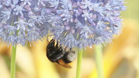 Closer look of the bee under the purple flower in Estonia Stock Footage 245284221