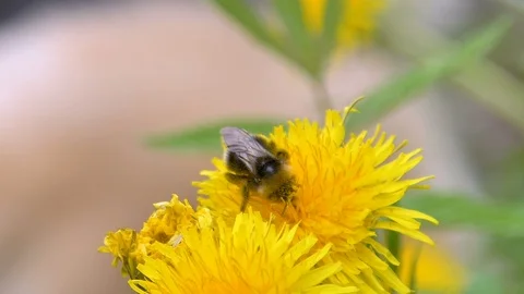 The closer look of the bees on the yellow daisy Stock Footage 116391312
